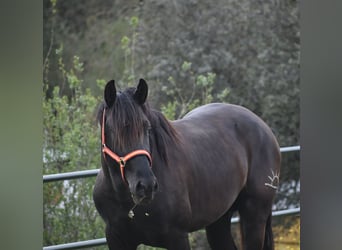 PRE, Ogier, 3 lat, 168 cm, Kara