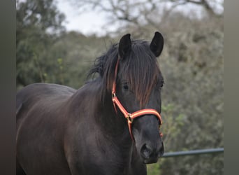 PRE, Ogier, 3 lat, 168 cm, Kara