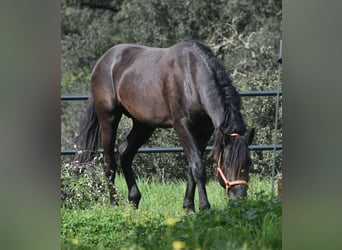 PRE, Ogier, 3 lat, 168 cm, Kara