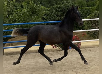 PRE Mix, Ogier, 3 lat, 168 cm, Siwa