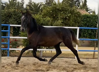 PRE Mix, Ogier, 3 lat, 168 cm, Siwa