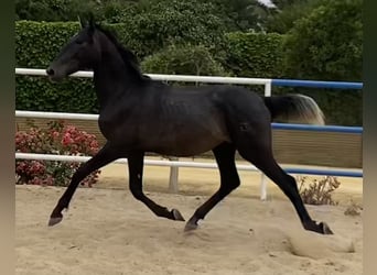 PRE Mix, Ogier, 3 lat, 168 cm, Siwa