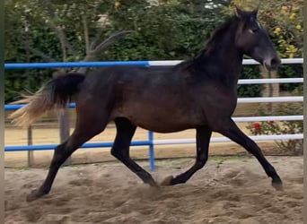 PRE Mix, Ogier, 3 lat, 168 cm, Siwa