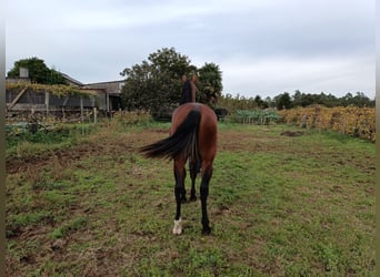 PRE, Ogier, 3 lat, 169 cm, Gniada