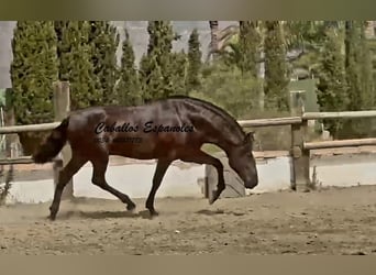 PRE Mix, Ogier, 3 lat, 169 cm, Kara