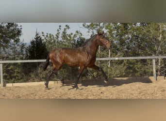 PRE Mix, Ogier, 3 lat, 170 cm, Gniada