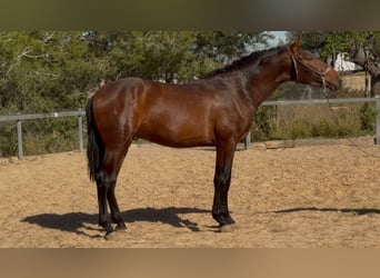PRE Mix, Ogier, 3 lat, 170 cm, Gniada