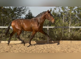PRE Mix, Ogier, 3 lat, 170 cm, Gniada