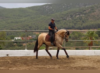 PRE Mix, Ogier, 3 lat, 170 cm, Jelenia