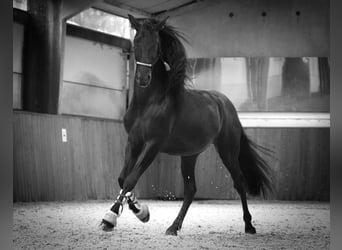 PRE Mix, Ogier, 3 lat, 170 cm, Kara