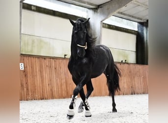 PRE Mix, Ogier, 3 lat, 170 cm, Kara
