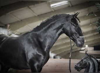 PRE Mix, Ogier, 3 lat, 170 cm, Kara