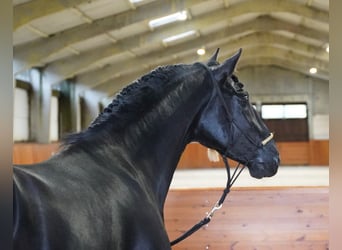 PRE Mix, Ogier, 3 lat, 170 cm, Kara