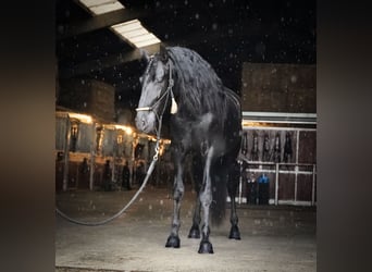 PRE Mix, Ogier, 3 lat, 170 cm, Kara