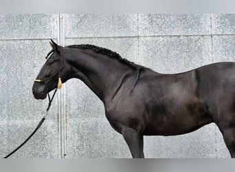 PRE Mix, Ogier, 3 lat, 170 cm, Kara