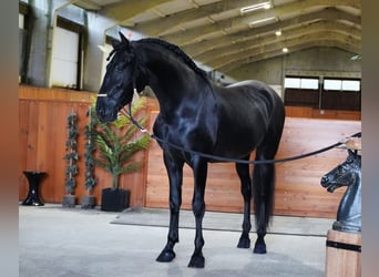 PRE Mix, Ogier, 3 lat, 170 cm, Kara