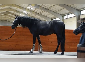 PRE Mix, Ogier, 3 lat, 170 cm, Kara