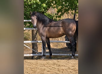 PRE Mix, Ogier, 3 lat, 170 cm, Siwa