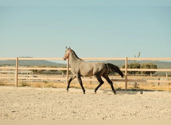 PRE Mix, Ogier, 3 lat, 170 cm, Siwa