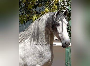 PRE Mix, Ogier, 3 lat, 170 cm, Siwa