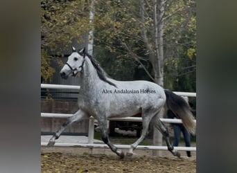 PRE Mix, Ogier, 3 lat, 170 cm, Siwa