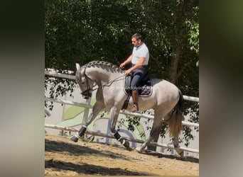 PRE Mix, Ogier, 3 lat, 170 cm, Siwa