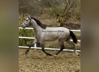 PRE Mix, Ogier, 3 lat, 170 cm, Siwa