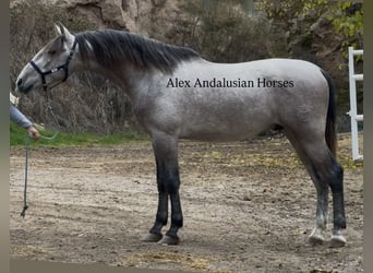 PRE Mix, Ogier, 3 lat, 170 cm, Siwa