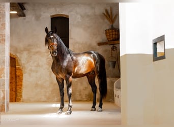 PRE Mix, Ogier, 3 lat, 171 cm, Dunalino