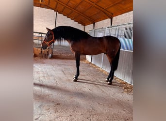 PRE Mix, Ogier, 3 lat, 171 cm, Gniada