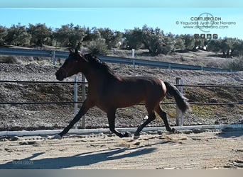 PRE, Ogier, 3 lat, 172 cm, Gniada