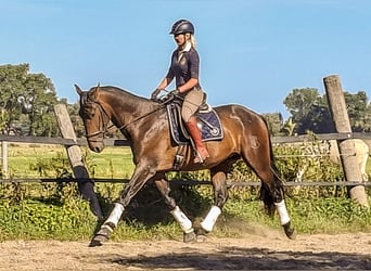 PRE Mix, Ogier, 3 lat, 172 cm, Gniada
