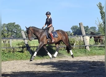 PRE Mix, Ogier, 3 lat, 172 cm, Gniada