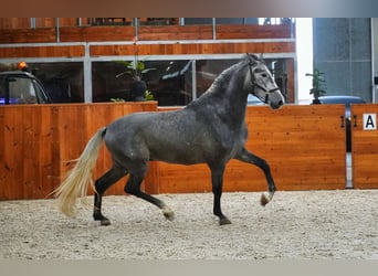 PRE, Ogier, 3 lat, 172 cm, Karosiwa
