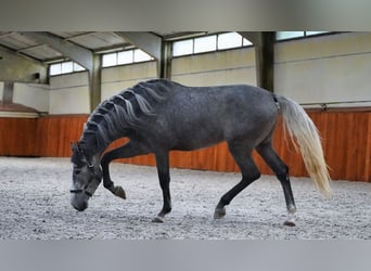 PRE, Ogier, 3 lat, 172 cm, Karosiwa