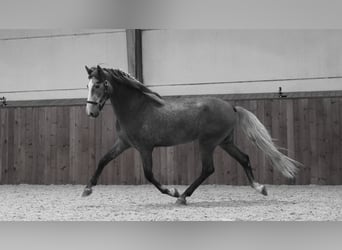 PRE, Ogier, 3 lat, 172 cm, Karosiwa