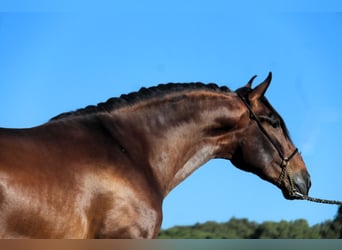 PRE Mix, Ogier, 3 lat, 173 cm, Gniada