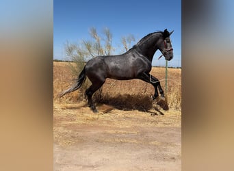 PRE, Ogier, 3 lat, 173 cm, Siwa