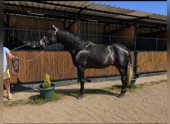 PRE, Ogier, 3 lat, 175 cm, Siwa