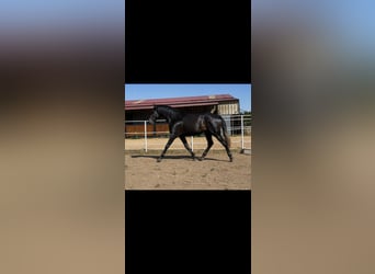 PRE, Ogier, 3 lat, 175 cm, Siwa
