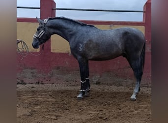 PRE Mix, Ogier, 3 lat, 178 cm, Siwa