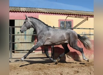 PRE Mix, Ogier, 3 lat, 178 cm, Siwa