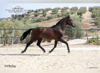 PRE Mix, Ogier, 3 lat, 180 cm, Gniada