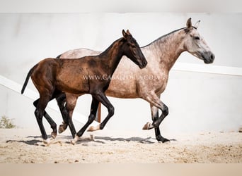 PRE Mix, Ogier, 4 lat, 135 cm, Kara