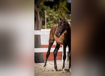 PRE Mix, Ogier, 4 lat, 135 cm, Kara