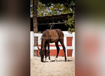 PRE Mix, Ogier, 4 lat, 135 cm, Kara