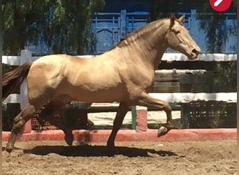 PRE Mix, Ogier, 4 lat, 135 cm, Kara