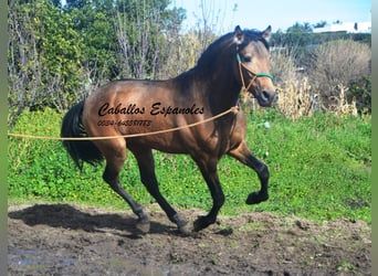 PRE Mix, Ogier, 4 lat, 149 cm, Jelenia