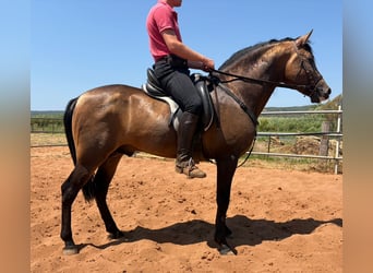 PRE Mix, Ogier, 4 lat, 150 cm, Jelenia