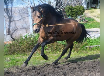 PRE Mix, Ogier, 4 lat, 150 cm, Jelenia